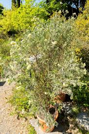 Attēlu rezultāti vaicājumam “Hyphodontia barba-jovis”