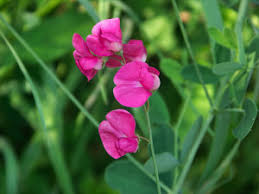 Attēlu rezultāti vaicājumam “Lathyrus tuberosus bud”
