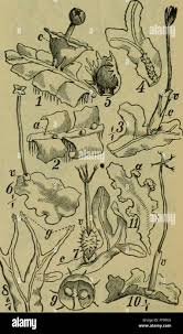 Attēlu rezultāti vaicājumam “Seligeria pusilla”