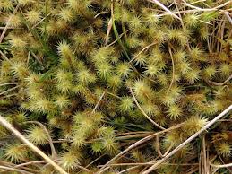 Attēlu rezultāti vaicājumam “Tritomaria exsecta”