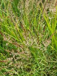 Attēlu rezultāti vaicājumam “Agrostis stolonifera”
