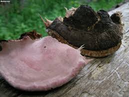 Attēlu rezultāti vaicājumam “Fomitopsis rosea”