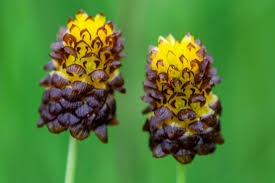 Attēlu rezultāti vaicājumam “Trifolium spadiceum flower”