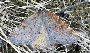 Attēlu rezultāti vaicājumam “Epirranthis diversata imago”