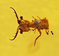 Attēlu rezultāti vaicājumam “Myrmeleontidae larva”