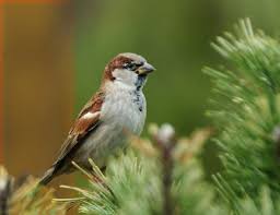 Image result for Passer domesticus
