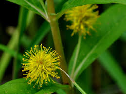 Attēlu rezultāti vaicājumam “Lysimachia thyrsiflora flower”