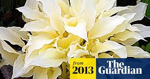 Image result for Hosta White Feather