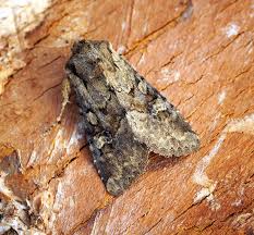 Attēlu rezultāti vaicājumam “Apamea sordens”