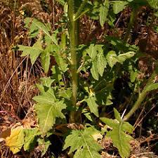 Attēlu rezultāti vaicājumam “Sisymbrium loeselii flower”