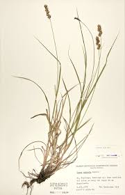 Attēlu rezultāti vaicājumam “Carex spicata”