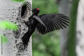 Attēlu rezultāti vaicājumam “Dryocopus martius”