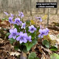 Attēlu rezultāti vaicājumam “Viola canina fruit”