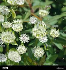 Attēlu rezultāti vaicājumam “Astrantia major fruit”