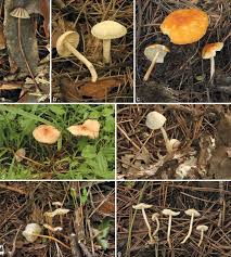 Attēlu rezultāti vaicājumam “Marasmius sp.”