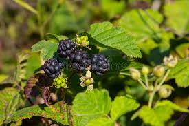 Attēlu rezultāti vaicājumam “Rubus caesius fruit”