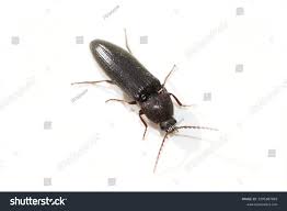 Attēlu rezultāti vaicājumam “Melanotus sp.”