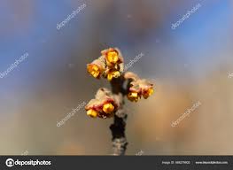 Attēlu rezultāti vaicājumam “Hamamelis japonica bud”