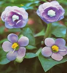 Image result for Exacum affine