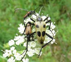 Attēlu rezultāti vaicājumam “Griselda ustomaculana”
