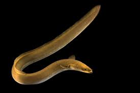 Image result for Anguilla rostrata