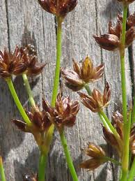 Attēlu rezultāti vaicājumam “Juncus articulatus”