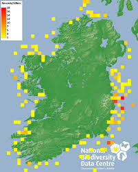 Image result for Bathyraja brachyurops