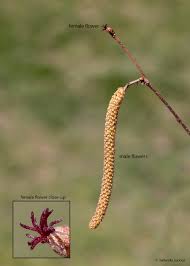 Attēlu rezultāti vaicājumam “Corylus avellana male flower”