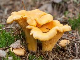 Attēlu rezultāti vaicājumam “Cantharellus cibarius”