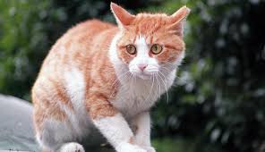 Afbeeldingsresultaat voor katten