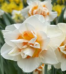 Attēlu rezultāti vaicājumam “Narcissus flower”