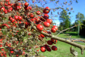 Attēlu rezultāti vaicājumam “Crataegus monogyna subsp. nordica”