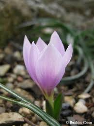 Attēlu rezultāti vaicājumam “Colchicum szovitsii subsp. szovitsii flower”