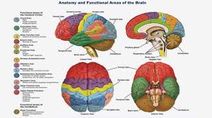Image result for map of the brain