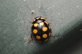 Attēlu rezultāti vaicājumam “Coccinula quatuordecimpustulata”