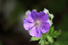 Attēlu rezultāti vaicājumam “Geranium bohemicum”