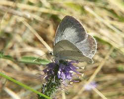 Attēlu rezultāti vaicājumam “Celastrina argiolus underside”