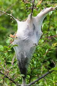 Attēlu rezultāti vaicājumam “Eriogaster lanestris larva”