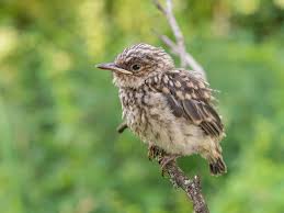 Attēlu rezultāti vaicājumam “Muscicapa striata juvenile”