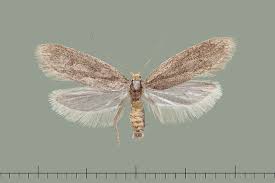 Attēlu rezultāti vaicājumam “Gelechia jakovlevi”