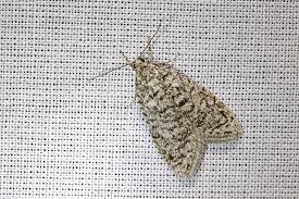 Attēlu rezultāti vaicājumam “Semioscopis oculella”