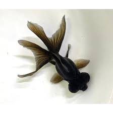 Image result for 出目金