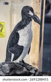 Image result for Pinguinus impennis