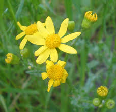 Attēlu rezultāti vaicājumam “Senecio vernalis flower”