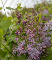 Attēlu rezultāti vaicājumam “Syringa vulgaris flower”