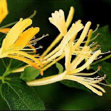 Attēlu rezultāti vaicājumam “Lonicera caerulea var. pallasii flower”
