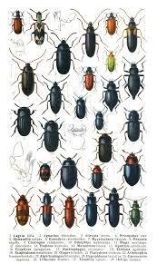 Attēlu rezultāti vaicājumam “Blaps mortisaga”