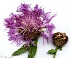 Attēlu rezultāti vaicājumam “Centaurea jacea fruit”