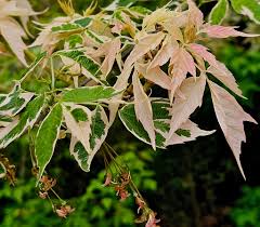 Attēlu rezultāti vaicājumam “Acer negundo leaf”