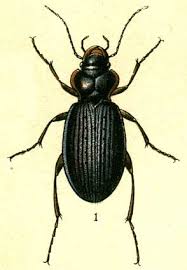 Attēlu rezultāti vaicājumam “Leistus terminatus”